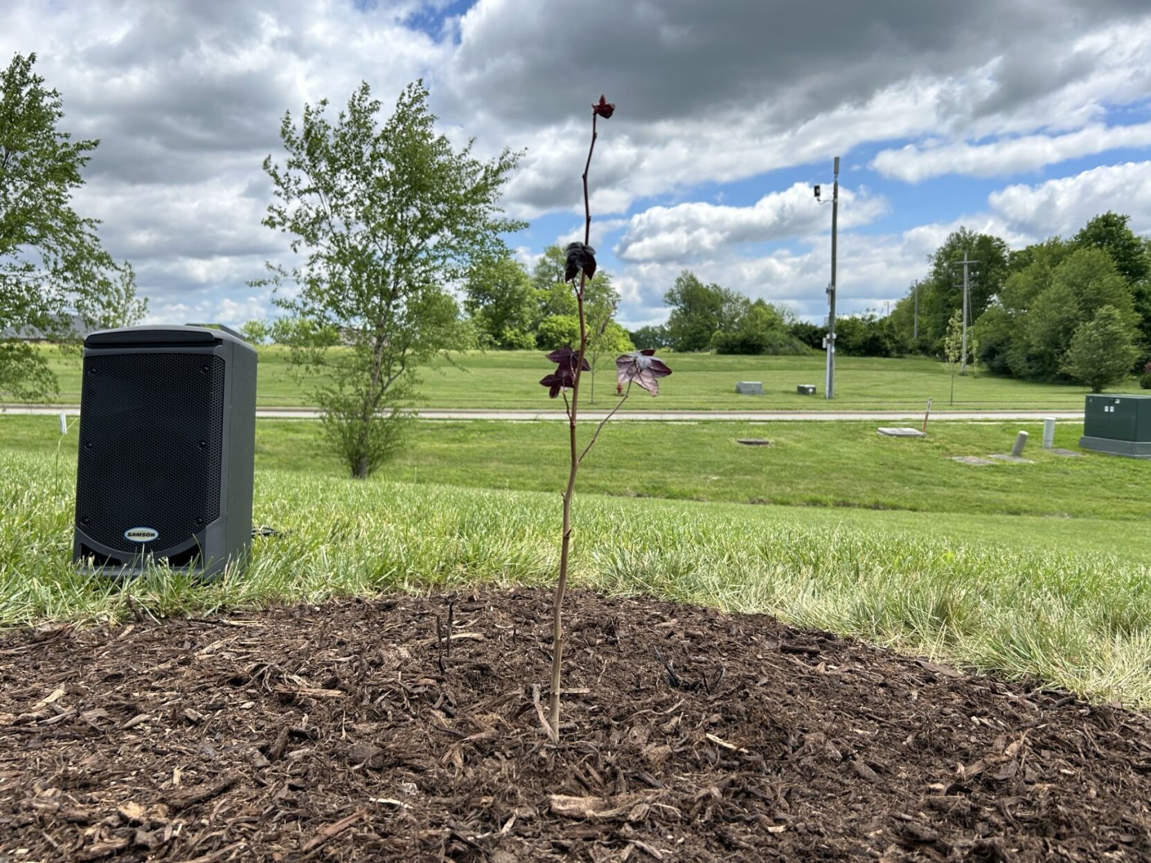 Tree that flew around the moon is now planted at a high school in Shelbyville